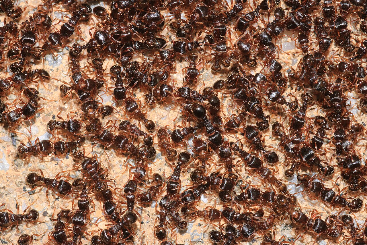 Ants trailing along a surface