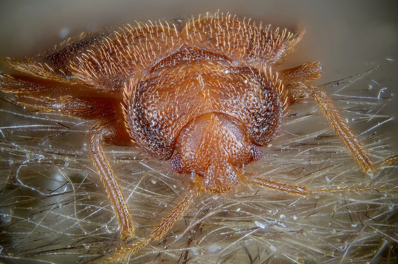 A bed bug, a concern in Cicero apartments