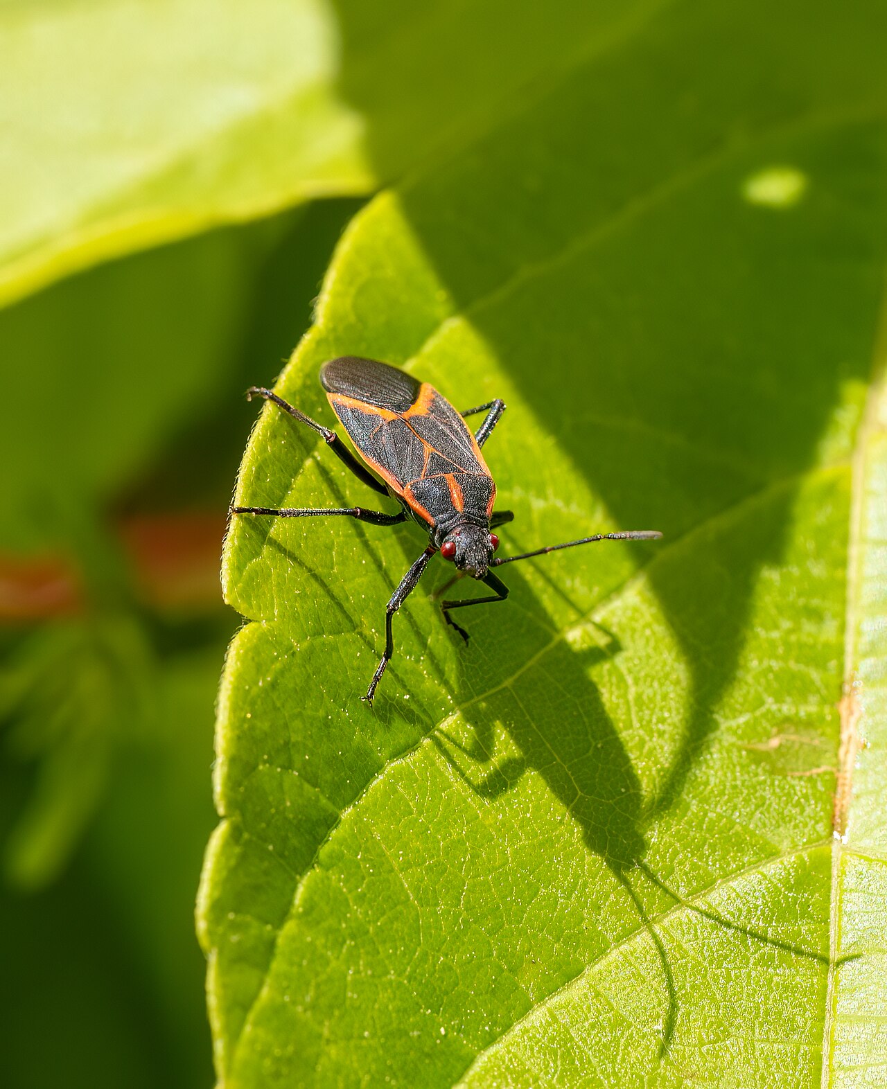 A boxelder bug, common on Cicero brick in fall