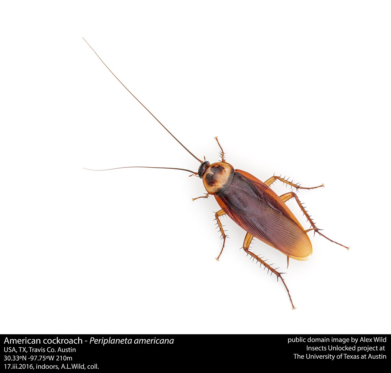 A cockroach, the kind found in Cicero apartments