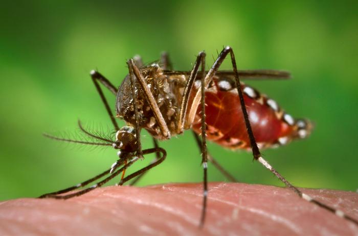 A mosquito