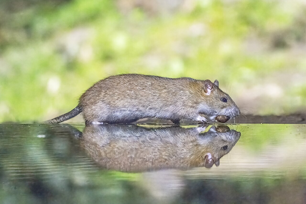 A brown rat, the kind found in Cicero alleys