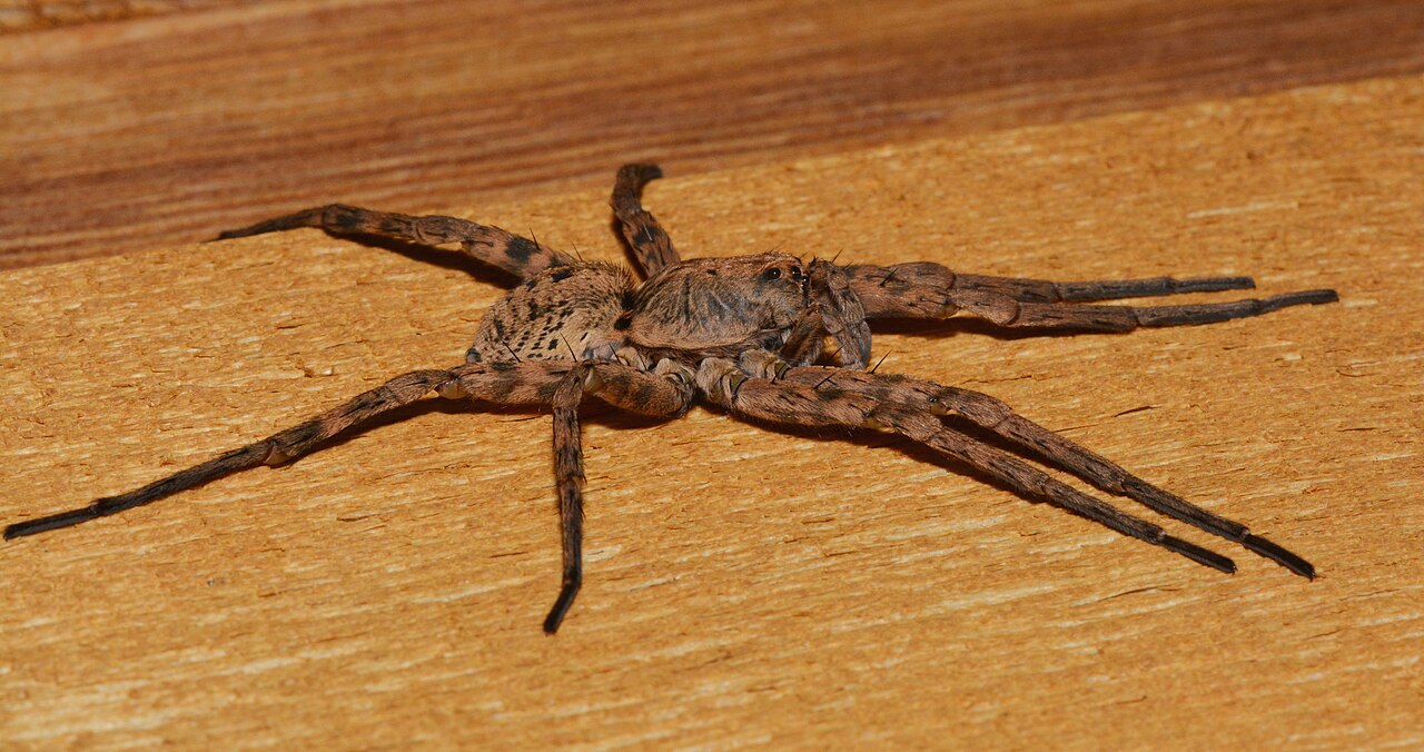 A wolf spider