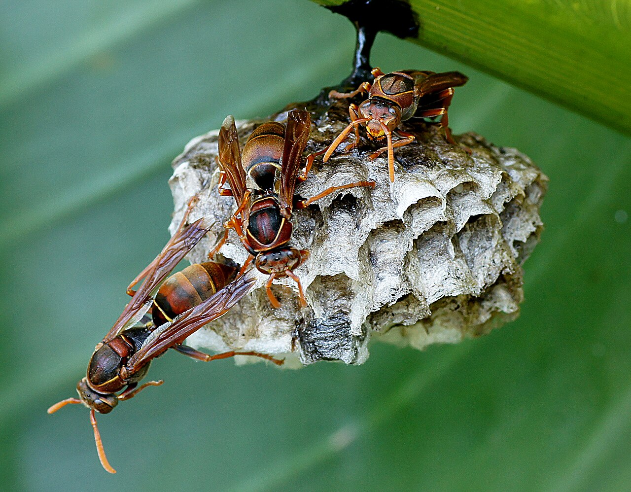 A paper wasp on its nest
